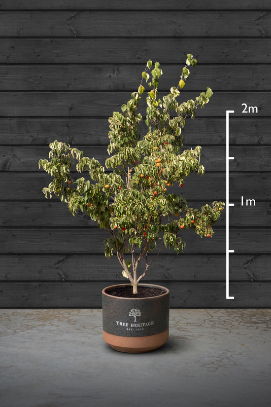 Kousa Dogwood Multi-Stem Trees | Cornus Kousa 'China girl'