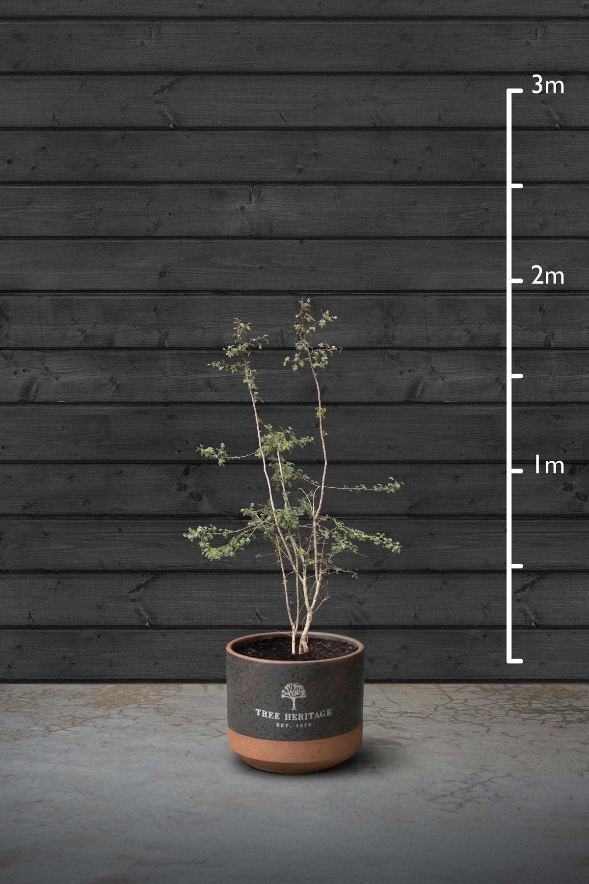 175-200cm
