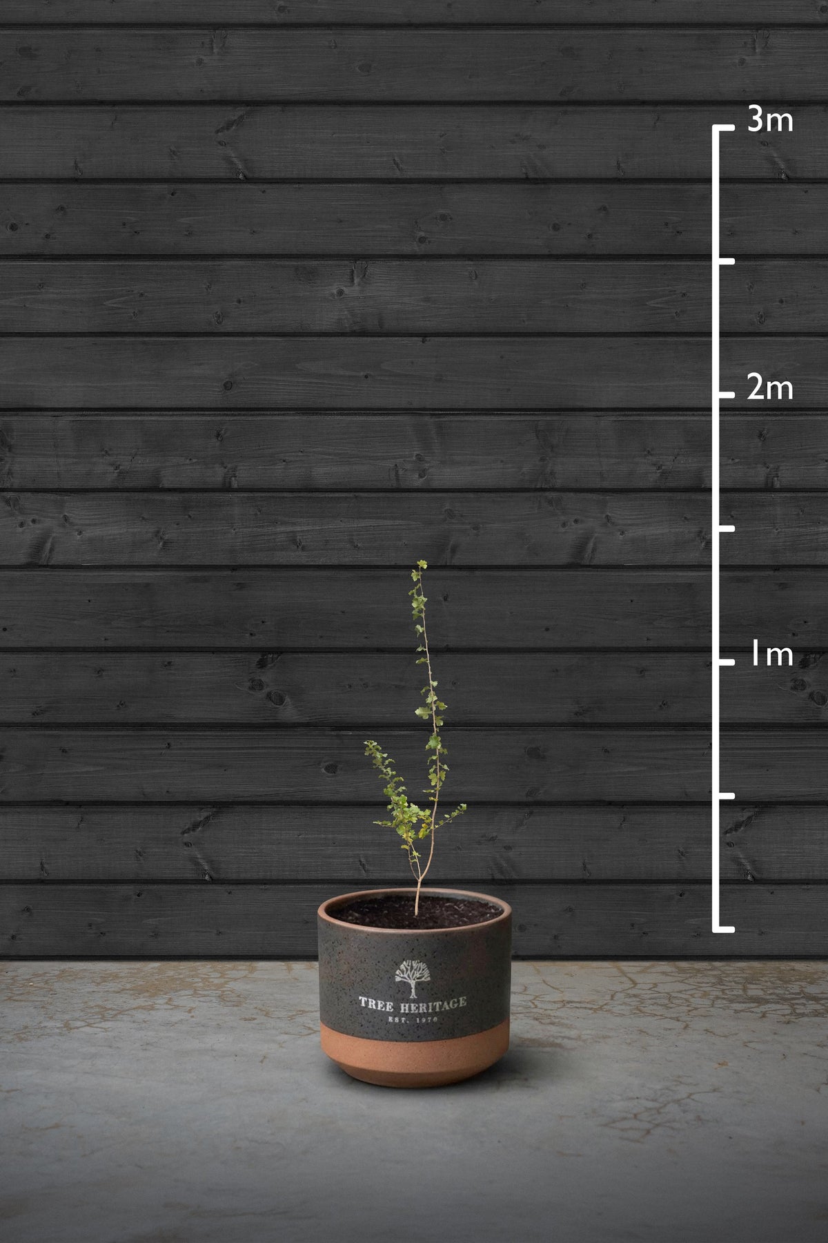 80-100cm