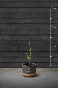 Hawthorn Hedging Plant | Crataegus Monogyna