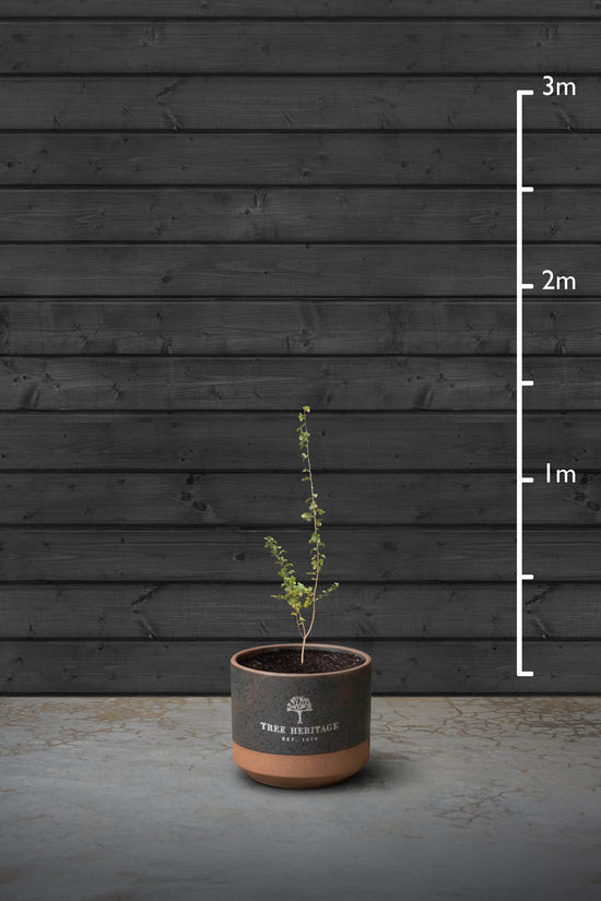 Hawthorn Hedging Plant | Crataegus Monogyna
