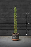 Italian Cypress | Cupressus Sempervirens Standard Trees