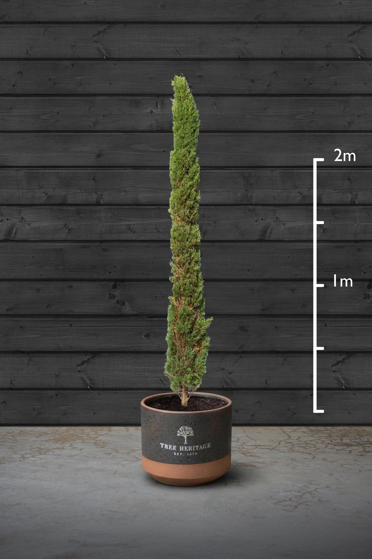 Italian Cypress | Cupressus Sempervirens Standard Trees
