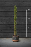 Italian Cypress | Cupressus Sempervirens Standard Trees