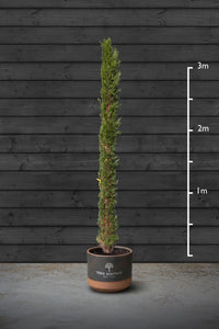 Italian Cypress | Cupressus Sempervirens Standard Trees