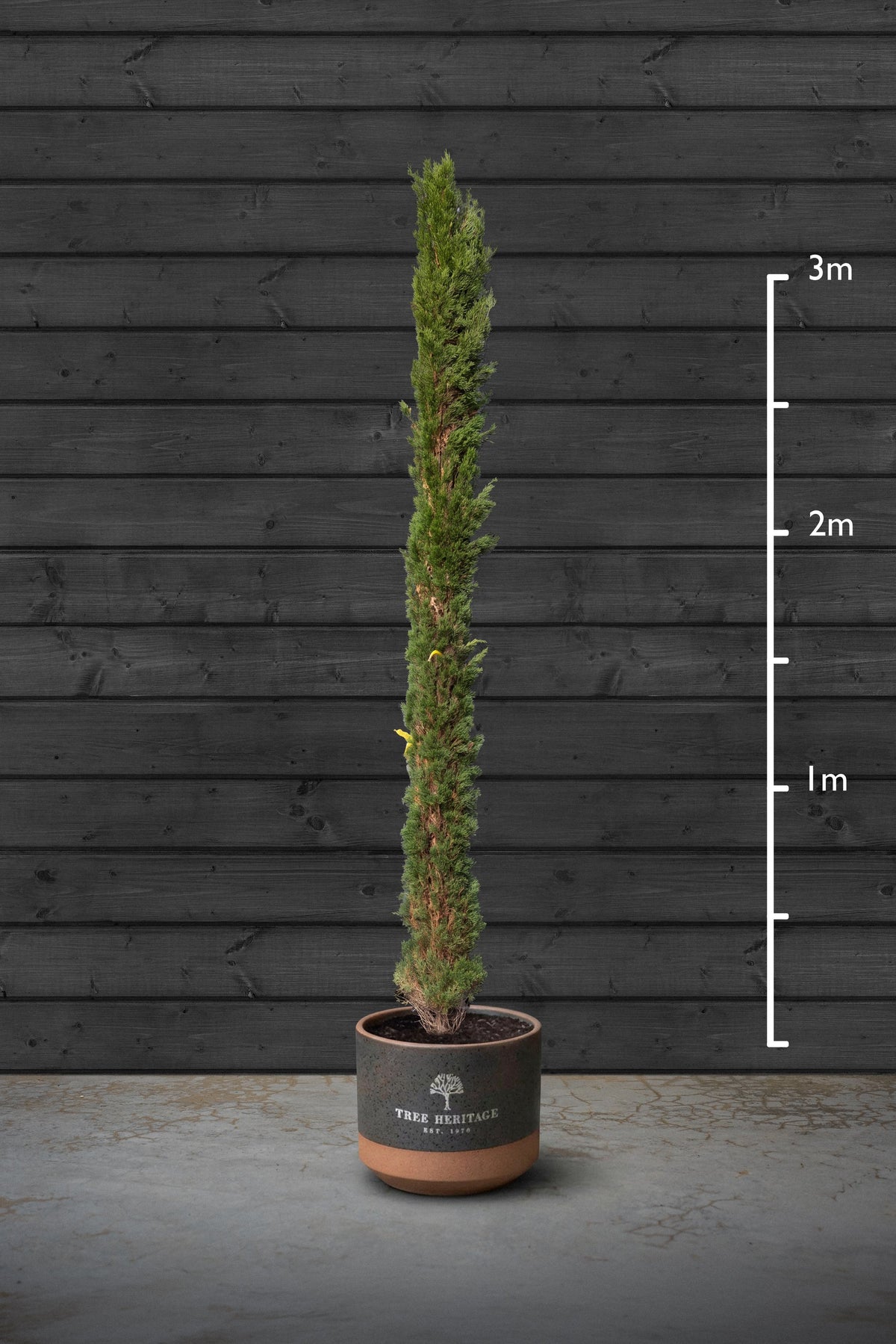 Italian Cypress | Cupressus Sempervirens Standard Trees