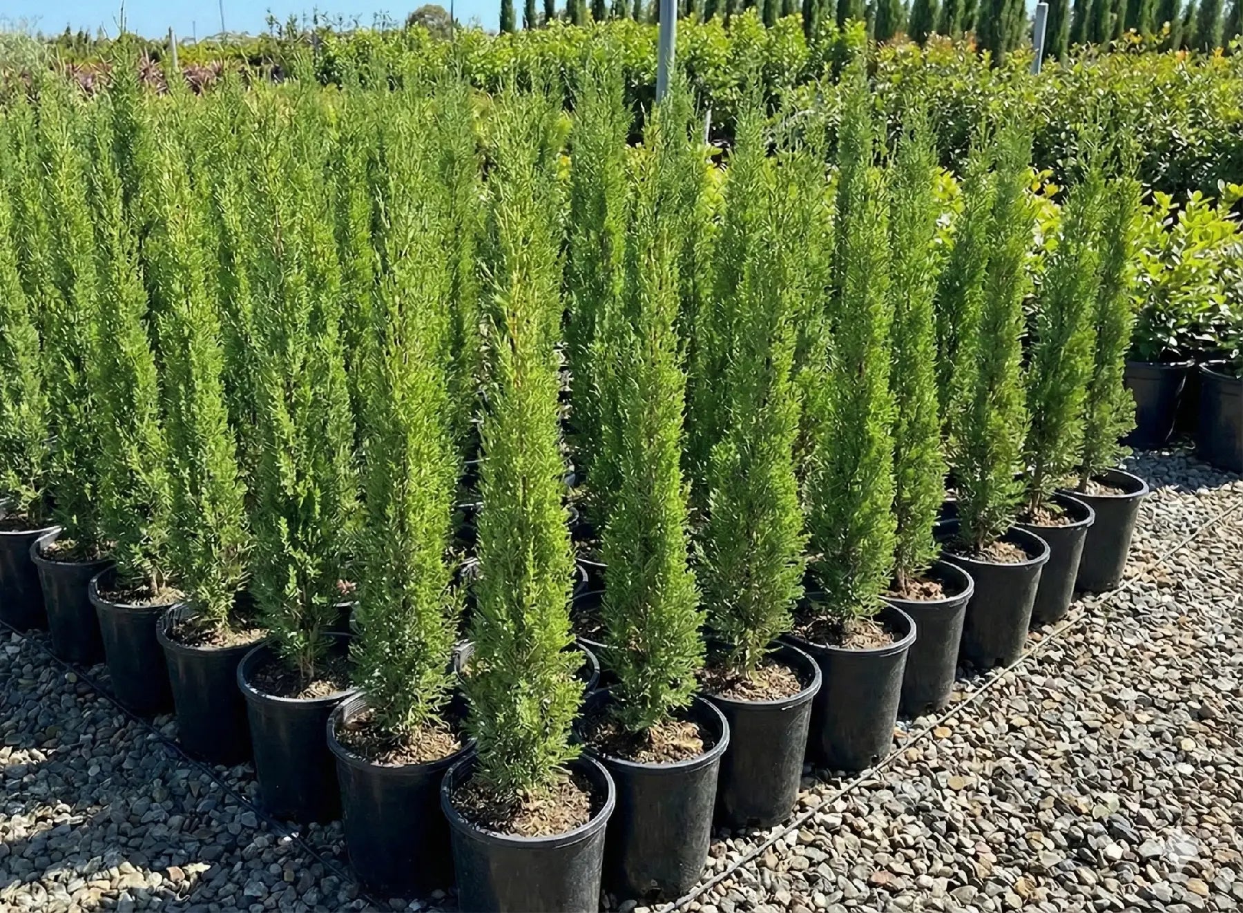Italian Cypress