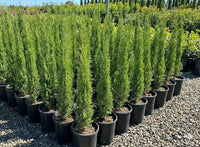Italian Cypress