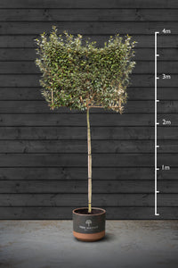 Pleached Silverberry Trees | Elaeagnus Ebbingei