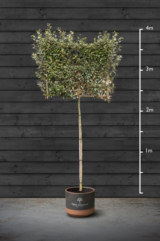 Pleached Silverberry Trees | Elaeagnus Ebbingei