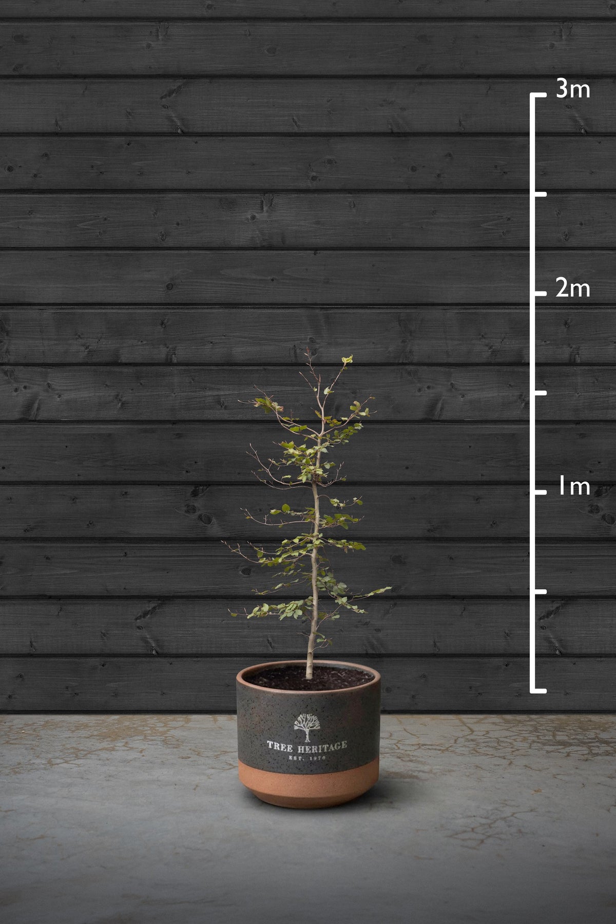 140-160cm