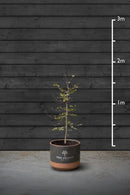 Beech Hedging Plant | Fagus Sylvatica