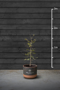 Beech Hedging Plant | Fagus Sylvatica
