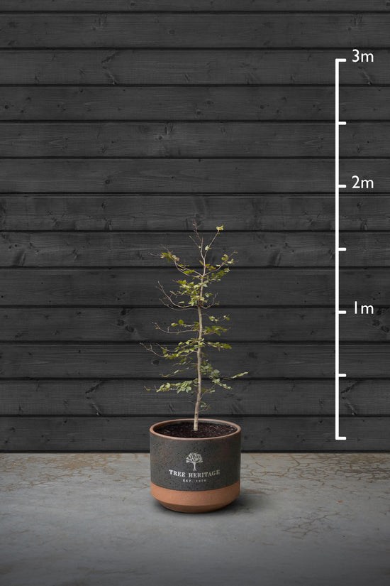 Beech Hedging Plant | Fagus Sylvatica