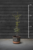 Beech Hedging Plant | Fagus Sylvatica