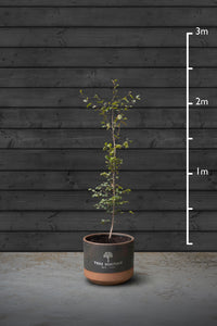 Beech Hedging Plant | Fagus Sylvatica