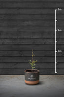Beech Hedging Plant | Fagus Sylvatica