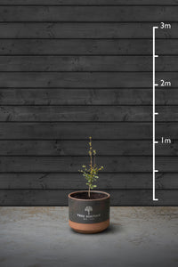 Beech Hedging Plant | Fagus Sylvatica