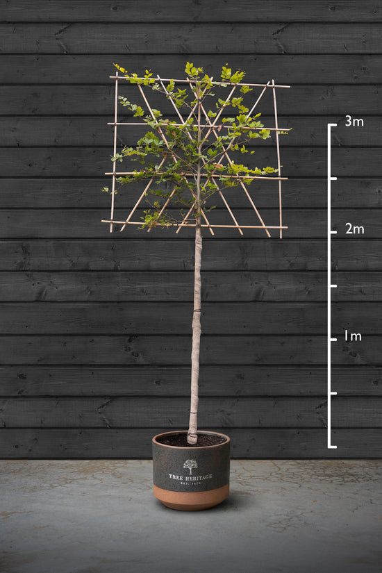 Pleached Beech Trees | Fagus Sylvatica