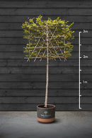 Pleached Beech Trees | Fagus Sylvatica