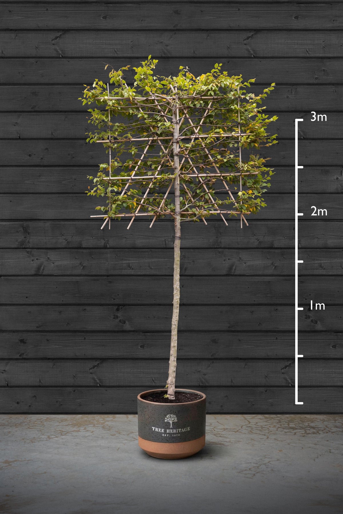Pleached Beech Trees | Fagus Sylvatica
