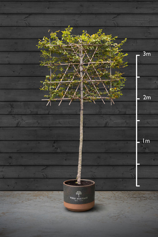 Pleached Beech Trees | Fagus Sylvatica
