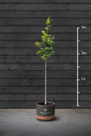 Common Beech | Fagus Sylvatica Standard Trees