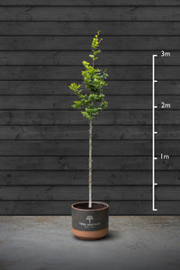 Common Beech | Fagus Sylvatica Standard Trees