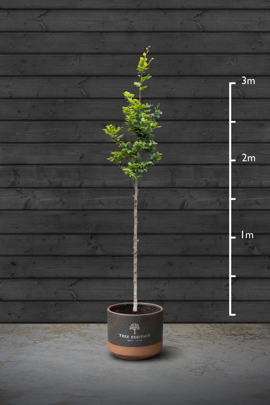 Common Beech | Fagus Sylvatica Standard Trees
