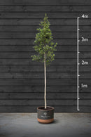 Standard Holly Tree | Ilex Aquifolium