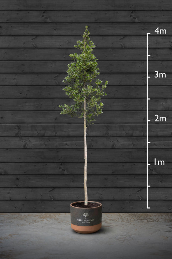 Standard Holly Tree | Ilex Aquifolium