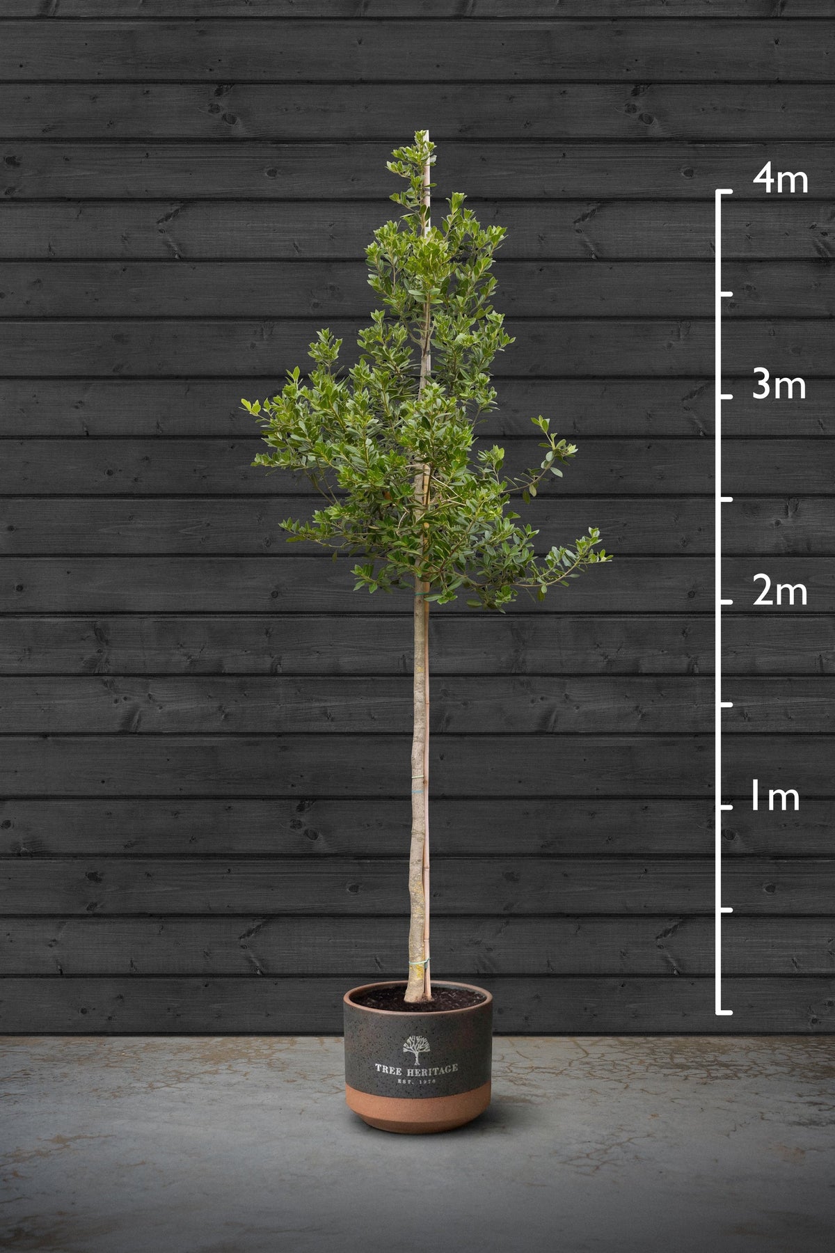 14-16cm