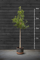 Standard Holly Tree | Ilex Aquifolium