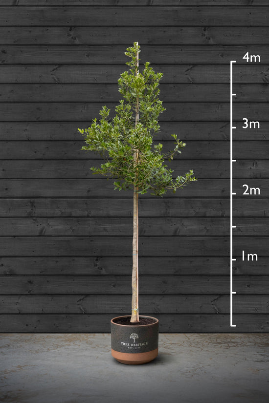 Standard Holly Tree | Ilex Aquifolium