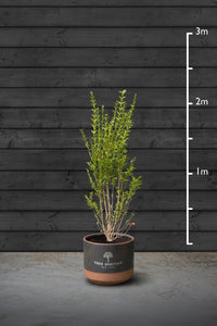 Privet Hedging Plant | Ligustrum Ovalifolium