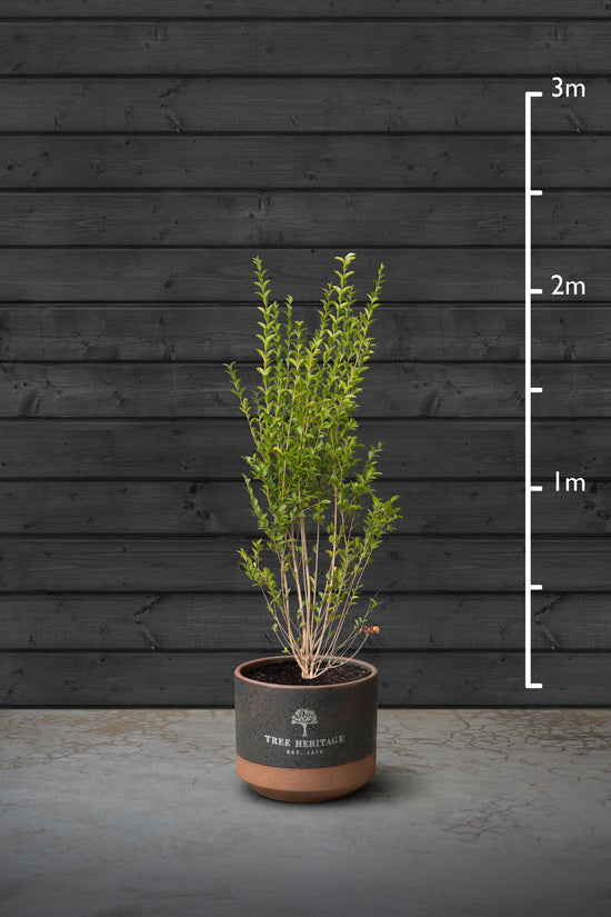 Privet Hedging Plant | Ligustrum Ovalifolium