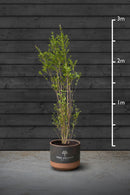 Privet Hedging Plant | Ligustrum Ovalifolium