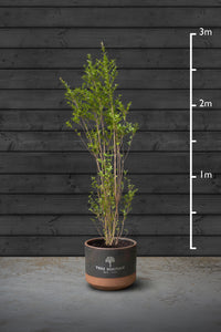 Privet Hedging Plant | Ligustrum Ovalifolium