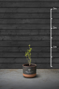 Privet Hedging Plant | Ligustrum Ovalifolium