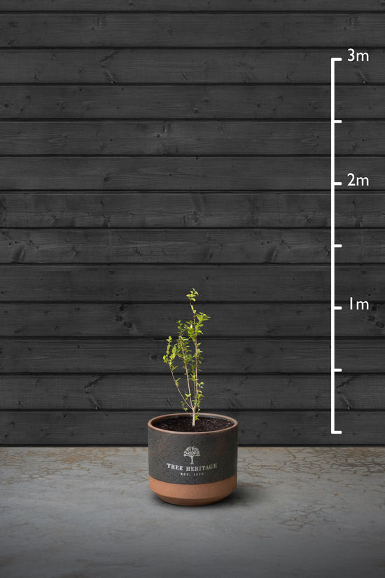 Privet Hedging Plant | Ligustrum Ovalifolium