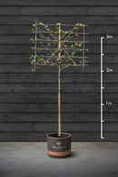 Pleached Liquidambar Styraciflua | Sweet Gum Tree