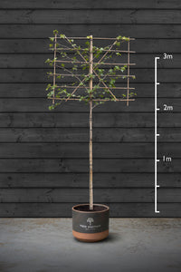 Pleached Liquidambar Styraciflua | Sweet Gum Tree