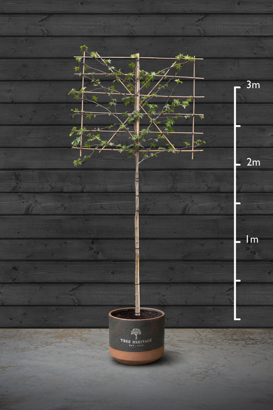 Pleached Liquidambar Styraciflua | Sweet Gum Tree