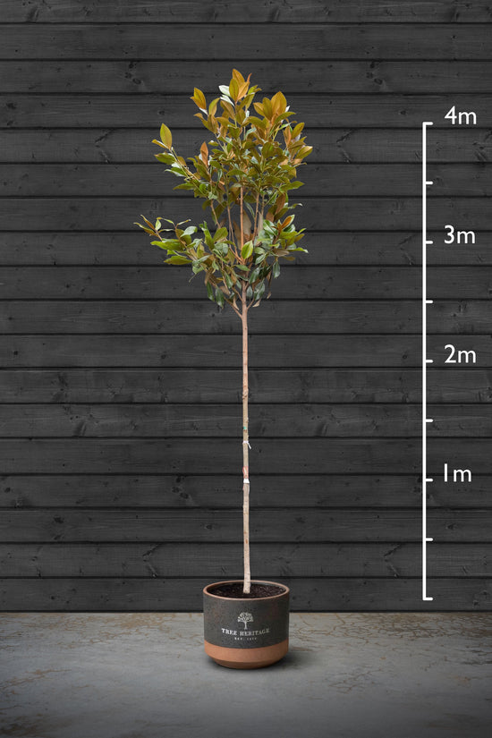 Evergreen Magnolia | Magnolia Grandiflora Standard Trees
