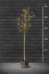 Evergreen Magnolia | Magnolia Grandiflora Standard Trees