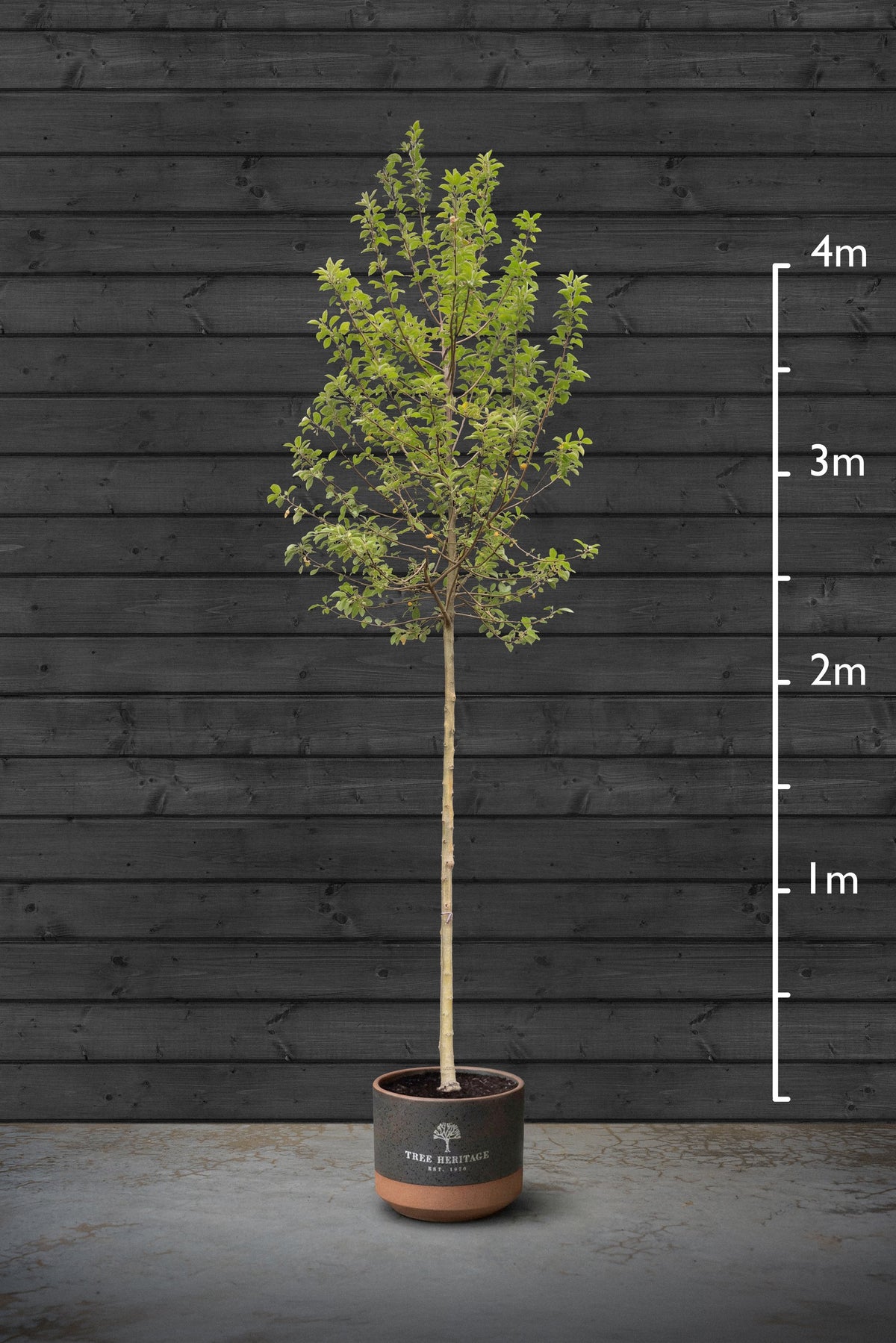 10-12cm
