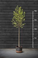 Flowering Crab Apple | Malus Evereste Standard Trees
