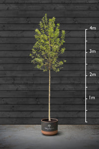 Flowering Crab Apple | Malus Evereste Standard Trees