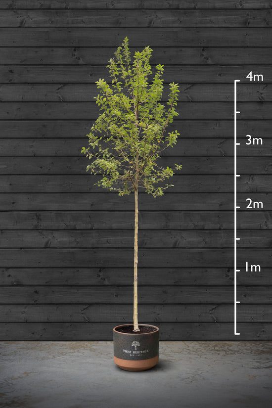 Flowering Crab Apple | Malus Evereste Standard Trees