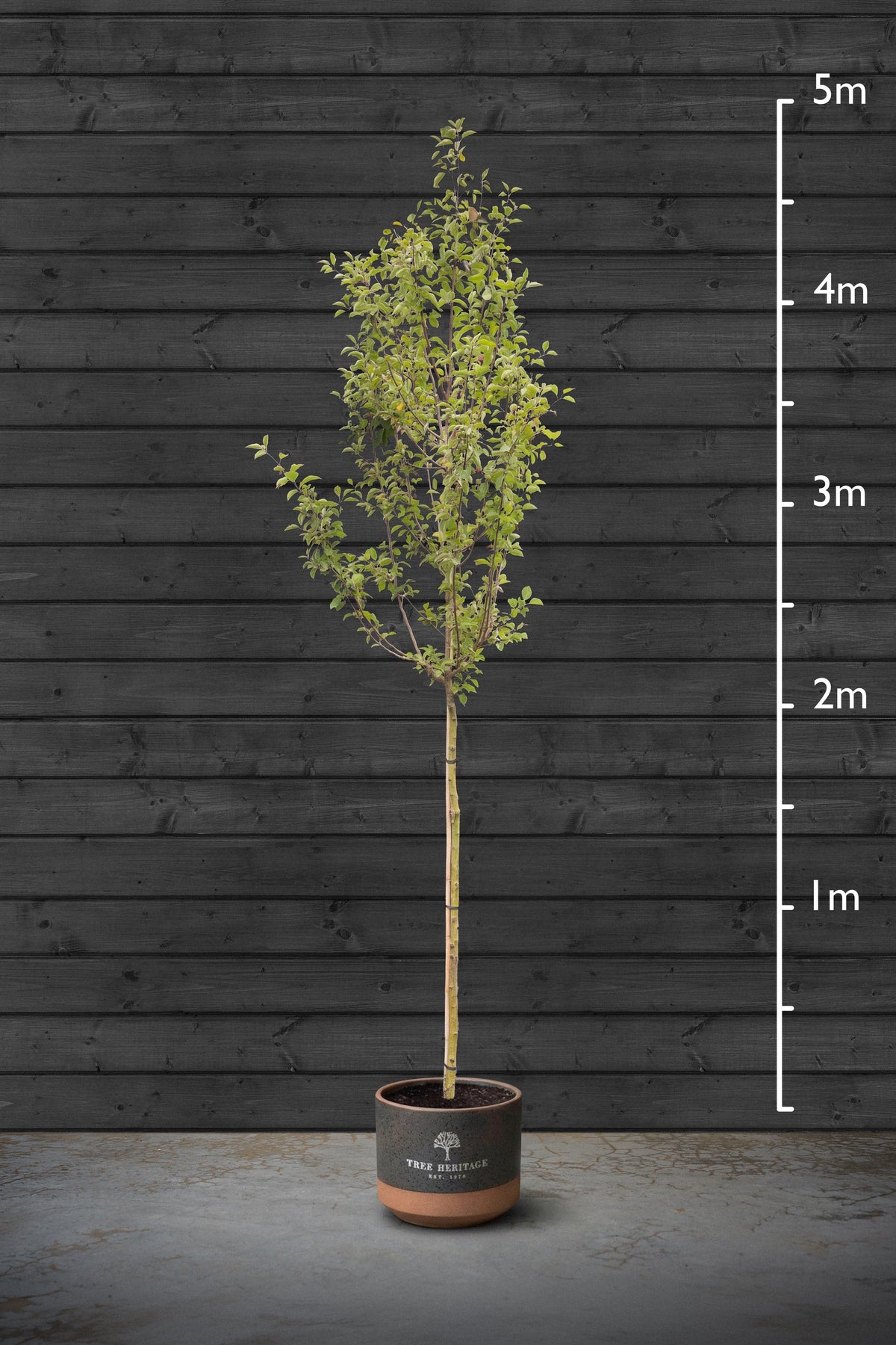 14-16cm